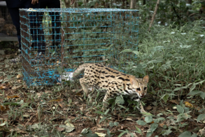 En Thaïlande, un centre de soins aide les chats-léopards à retrouver leurs instincts de chasse