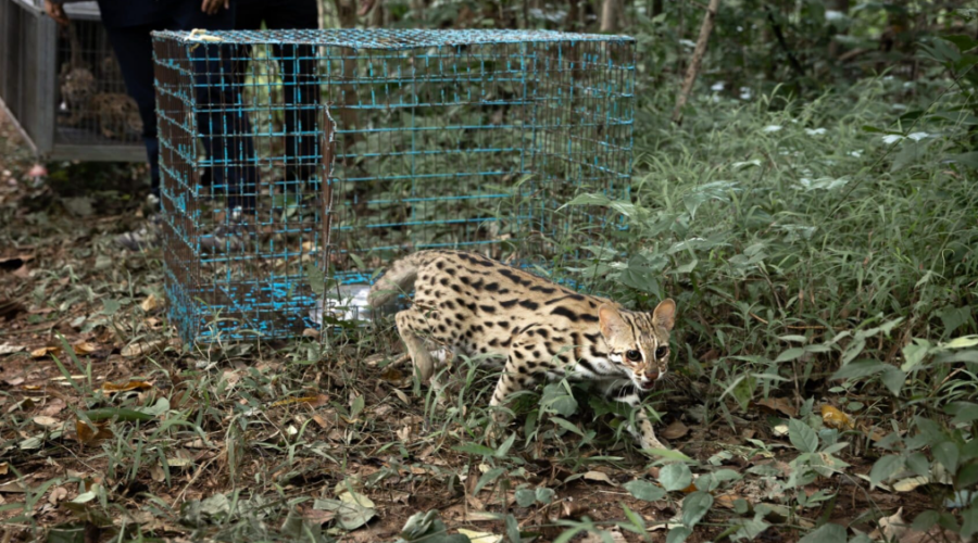 En Thaïlande, un centre de soins aide les chats-léopards à retrouver leurs instincts de chasse