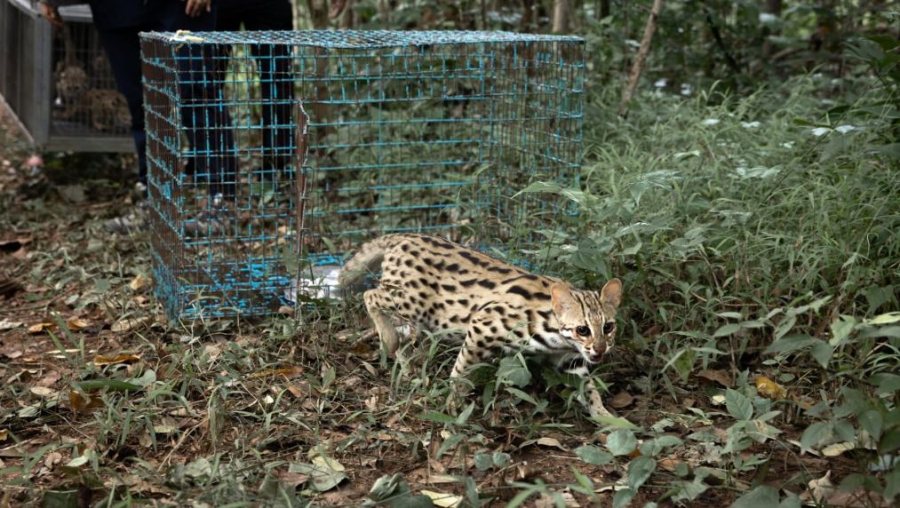 En Thaïlande, un centre de soins aide les chats-léopards à retrouver leurs instincts de chasse