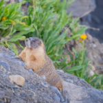Des marmottes stars d’Internet récoltent plus de 140 000 dollars pour la science
