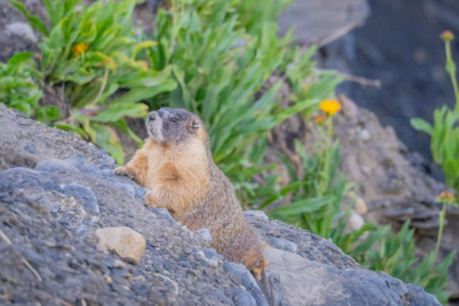 Des marmottes stars d’Internet récoltent plus de 140 000 dollars pour la science