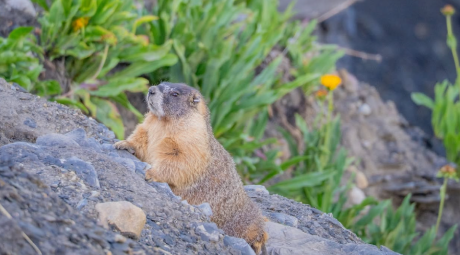Des marmottes stars d’Internet récoltent plus de 140 000 dollars pour la science