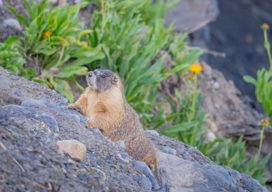 Des marmottes stars d’Internet récoltent plus de 140 000 dollars pour la science