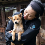 En Corée du Sud, 70 chiens échappent à l’abattoir grâce à la fermeture d’un élevage.