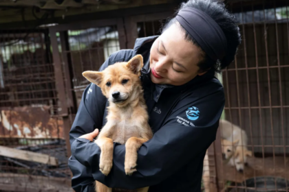 En Corée du Sud, 70 chiens échappent à l’abattoir grâce à la fermeture d’un élevage.