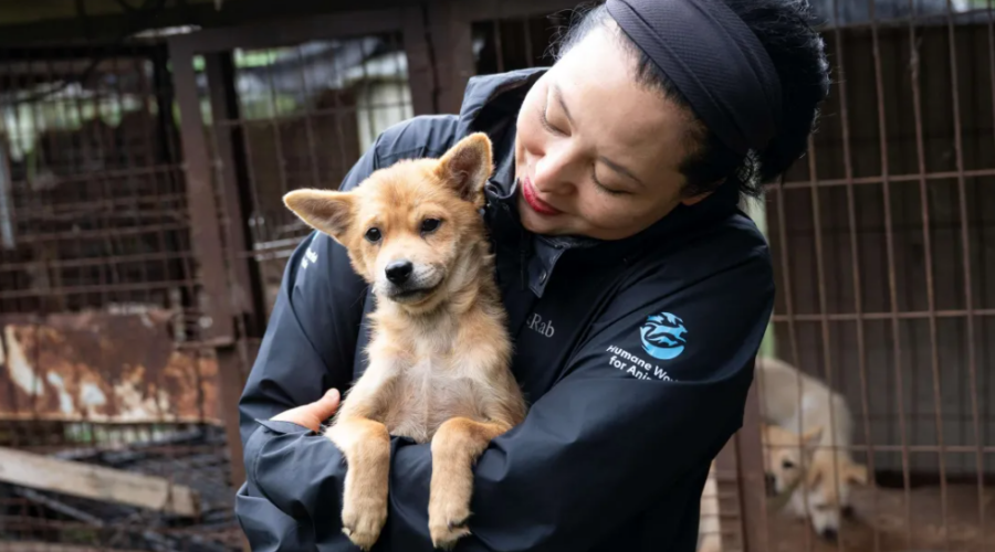 En Corée du Sud, 70 chiens échappent à l’abattoir grâce à la fermeture d’un élevage.