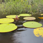Une photo Instagram a conduit des botanistes à découvrir Victoria colombiana, un nénuphar géant aux feuilles de 2 mètres.