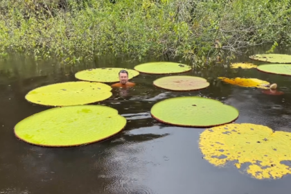 Une photo Instagram a conduit des botanistes à découvrir Victoria colombiana, un nénuphar géant aux feuilles de 2 mètres.