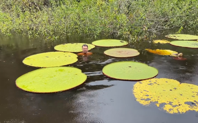 Une photo Instagram a conduit des botanistes à découvrir Victoria colombiana, un nénuphar géant aux feuilles de 2 mètres.