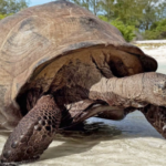 Aux Seychelles, près de 183 000 tortues géantes vivent sur l’atoll d’Aldabra.