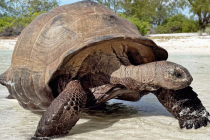 Aux Seychelles, près de 183 000 tortues géantes vivent sur l’atoll d’Aldabra.