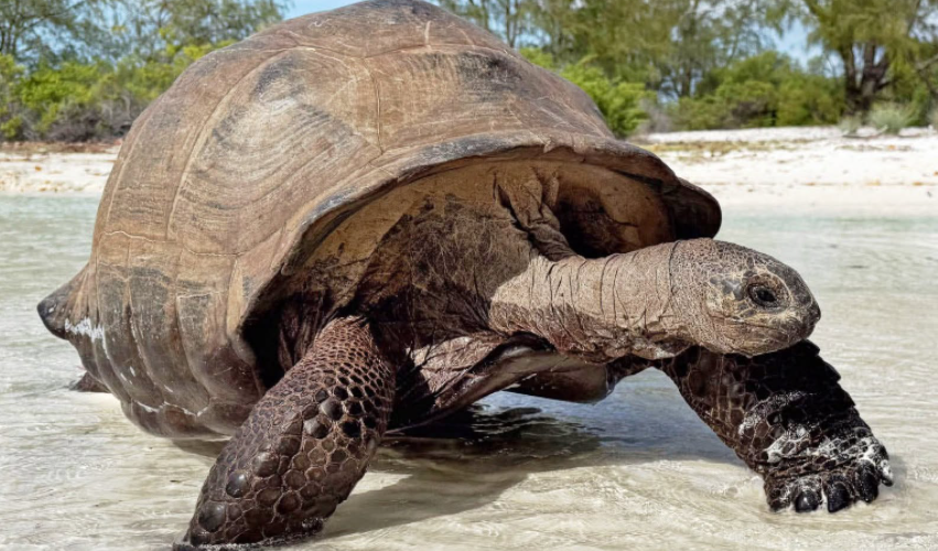 Aux Seychelles, près de 183 000 tortues géantes vivent sur l’atoll d’Aldabra.