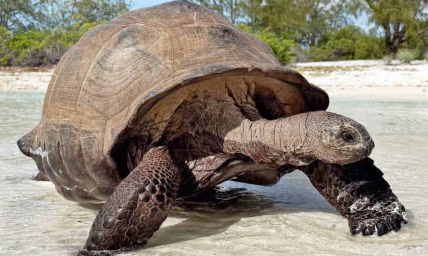 Aux Seychelles, près de 183 000 tortues géantes vivent sur l’atoll d’Aldabra.