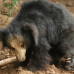 En Inde, un ours sauvé du braconnage reçoit la première prothèse de patte au monde