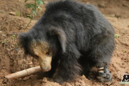 En Inde, un ours sauvé du braconnage reçoit la première prothèse de patte au monde