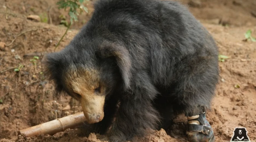 En Inde, un ours sauvé du braconnage reçoit la première prothèse de patte au monde