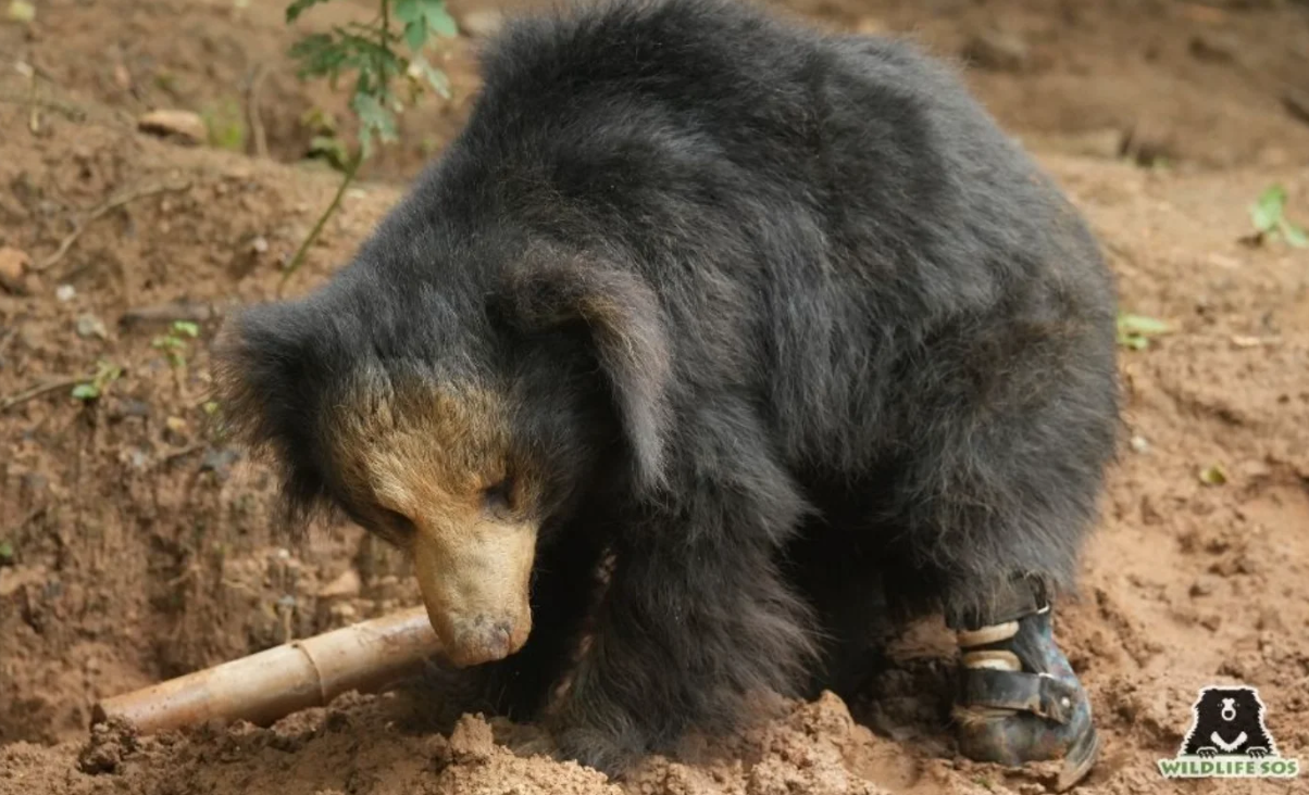 En Inde, un ours sauvé du braconnage reçoit la première prothèse de patte au monde