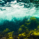 Australie : les prairies sous-marines renaissent et les poissons recolonisent les herbiers