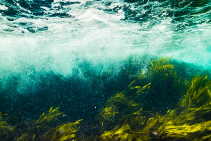 Australie : les prairies sous-marines renaissent et les poissons recolonisent les herbiers