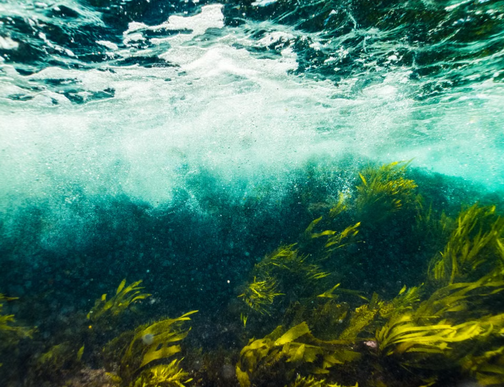 Australie : les prairies sous-marines renaissent et les poissons recolonisent les herbiers