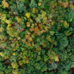 La déforestation mondiale a reculé de 15 % en 2025.