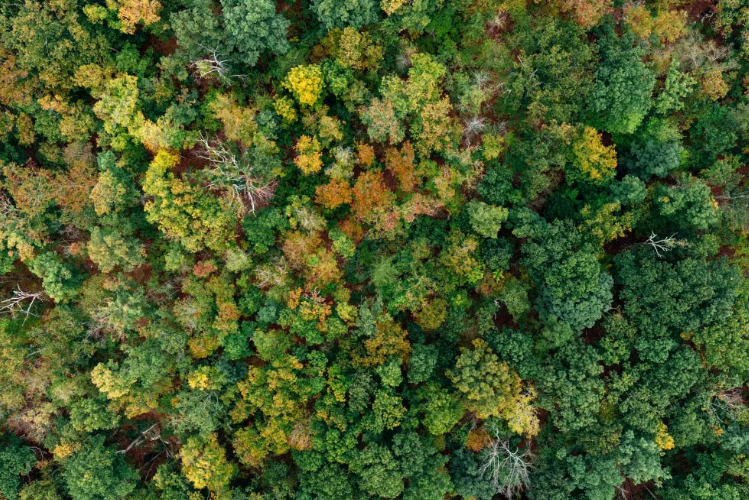 La déforestation mondiale a reculé de 15 % en 2025.