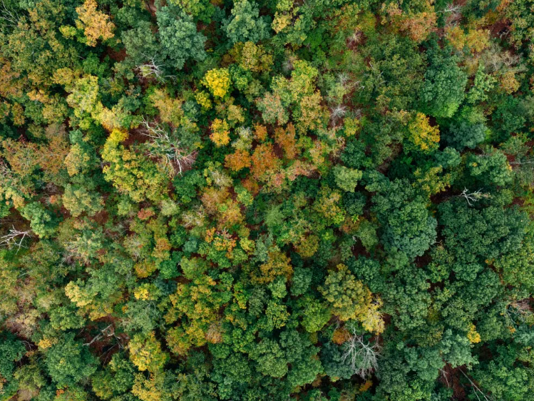La déforestation mondiale a reculé de 15 % en 2025.