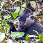 Au Vietnam, une réserve de 3 182 hectares voit le jour pour protéger le langur de Delacour