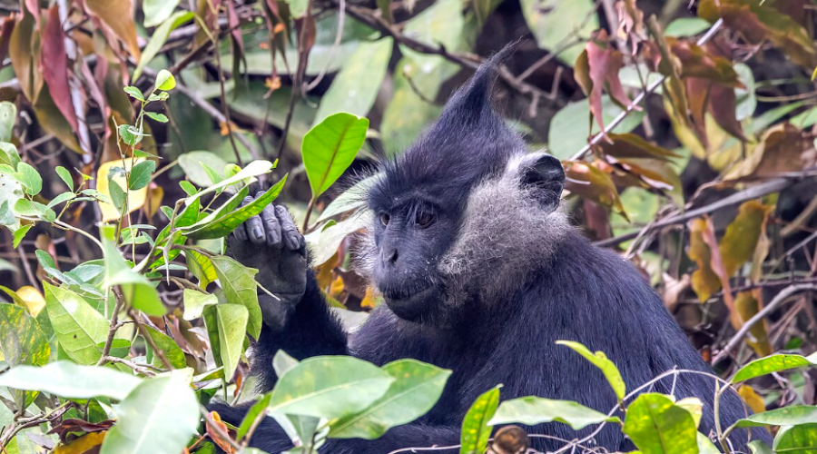 Au Vietnam, une réserve de 3 182 hectares voit le jour pour protéger le langur de Delacour
