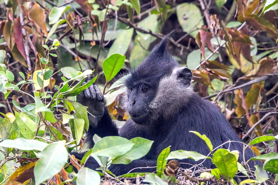 Au Vietnam, une réserve de 3 182 hectares voit le jour pour protéger le langur de Delacour