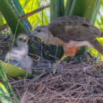 La Buse de Ridgway se rétablit progressivement dans les Caraïbes