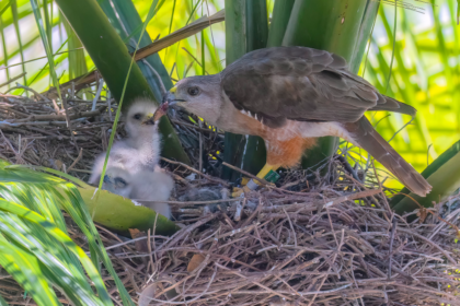 La Buse de Ridgway se rétablit progressivement dans les Caraïbes