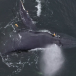Australie-Occidentale : une baleine à bosse libérée d’engins de pêche grâce à des sauveteurs