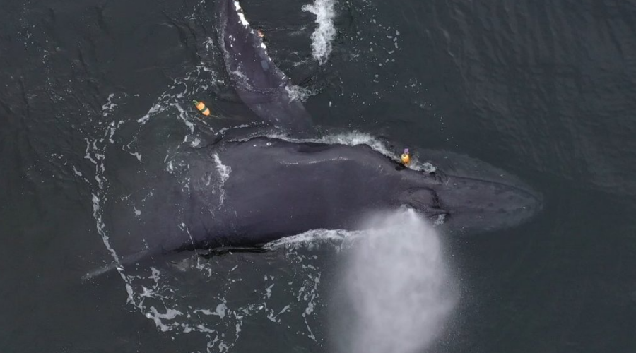 Australie-Occidentale : une baleine à bosse libérée d’engins de pêche grâce à des sauveteurs