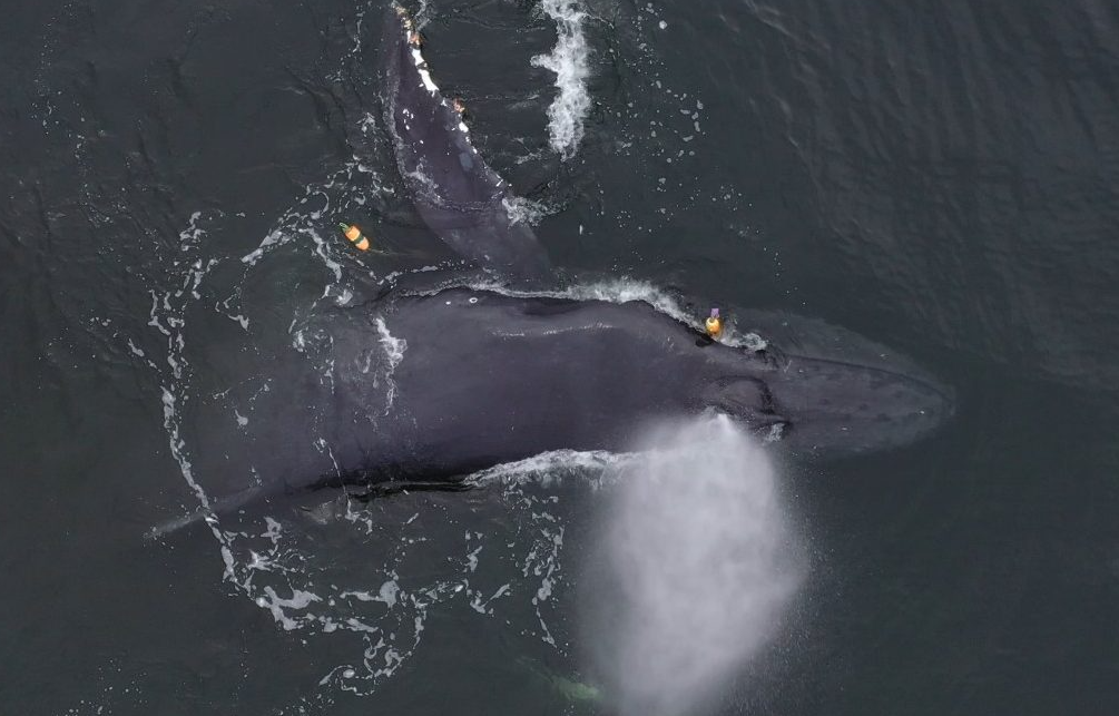 Australie-Occidentale : une baleine à bosse libérée d’engins de pêche grâce à des sauveteurs