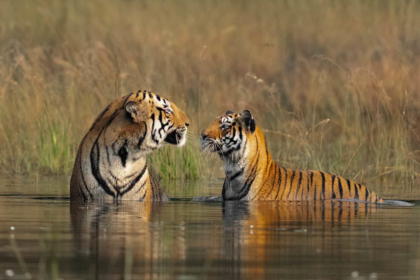La population de tigres sauvages augmente en Thaïlande avec 210 individus recensés en 2026