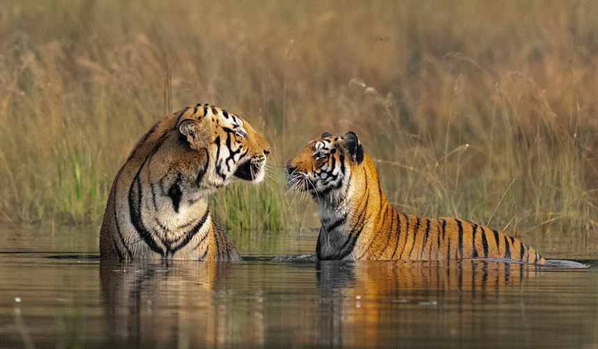 La population de tigres sauvages augmente en Thaïlande avec 210 individus recensés en 2026