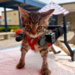 Gelato, le chaton en fauteuil roulant, est adopté après un incroyable parcours