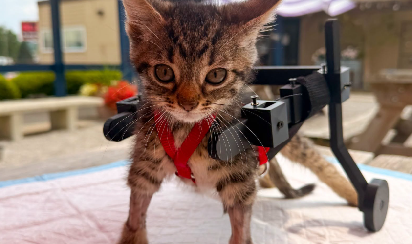 Gelato, le chaton en fauteuil roulant, est adopté après un incroyable parcours