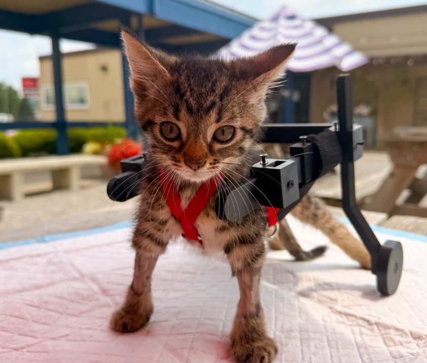 Gelato, le chaton en fauteuil roulant, est adopté après un incroyable parcours