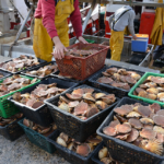 Les coquilles Saint-Jacques restent abondantes en France grâce à une pêche encadrée