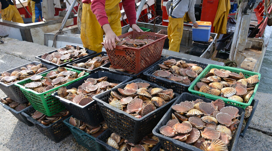 Les coquilles Saint-Jacques restent abondantes en France grâce à une pêche encadrée