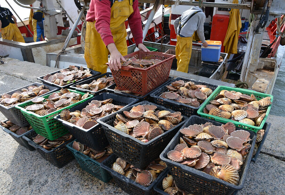 Les coquilles Saint-Jacques restent abondantes en France grâce à une pêche encadrée