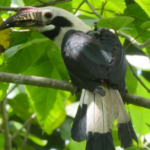 Philippines : cinq espèces menacées se reproduisent à nouveau dans les forêts sauvages de Negros