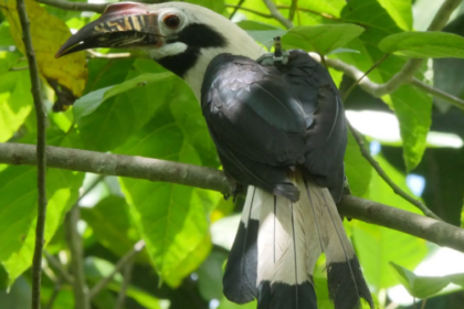 Philippines : cinq espèces menacées se reproduisent à nouveau dans les forêts sauvages de Negros