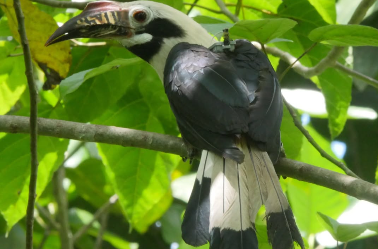 Philippines : cinq espèces menacées se reproduisent à nouveau dans les forêts sauvages de Negros