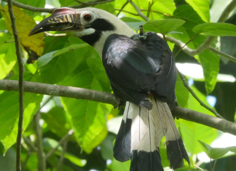 Philippines : cinq espèces menacées se reproduisent à nouveau dans les forêts sauvages de Negros