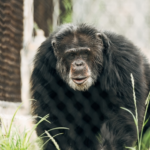À 54 ans, un chimpanzé aveugle retrouve la vue grâce à une opération de la cataracte