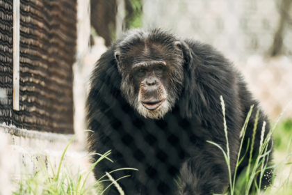 À 54 ans, un chimpanzé aveugle retrouve la vue grâce à une opération de la cataracte