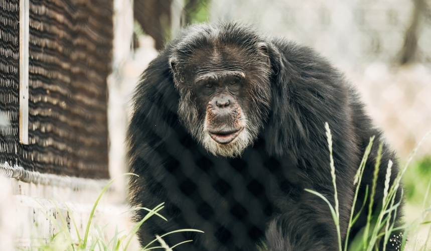 À 54 ans, un chimpanzé aveugle retrouve la vue grâce à une opération de la cataracte